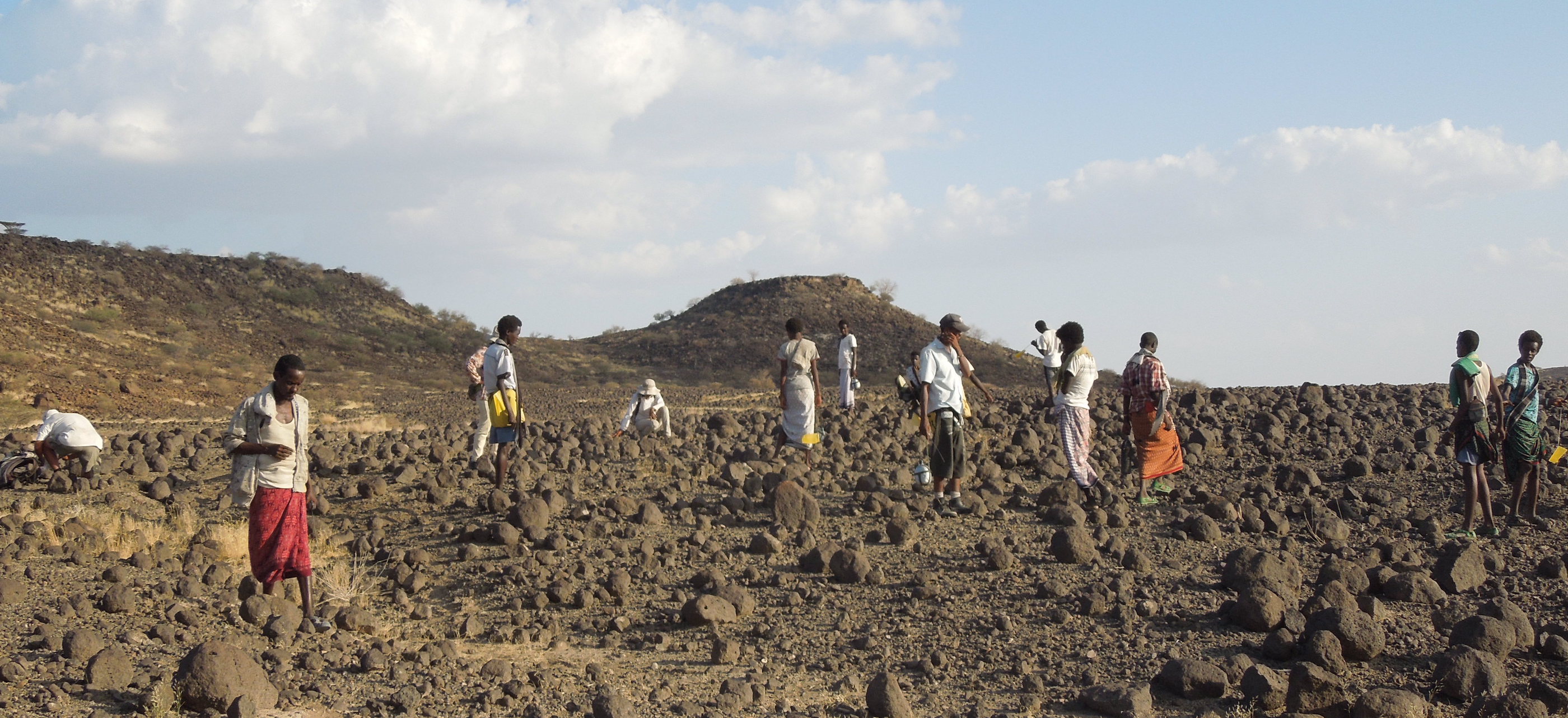 New fossils from Mille Logya, Afar, Ethiopia